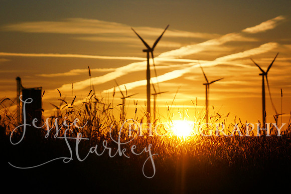 Dailey Sunrise
