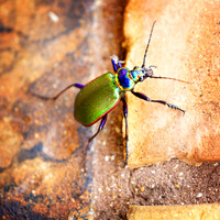 Beetle