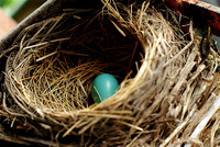 Robin Egg