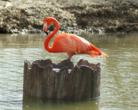 Flamingo