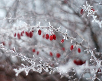 Frozen Fog on Berries