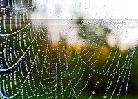 Natures Jewels1