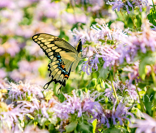 Giant Swallow-Tail
