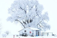 Frozen