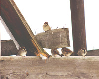 Winter Perching